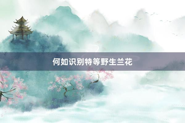 何如识别特等野生兰花